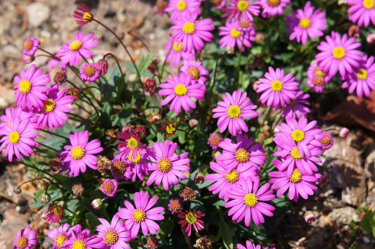 Brachyscome ‘Bonstar® Bright Pink’ (Swan River Daisy)