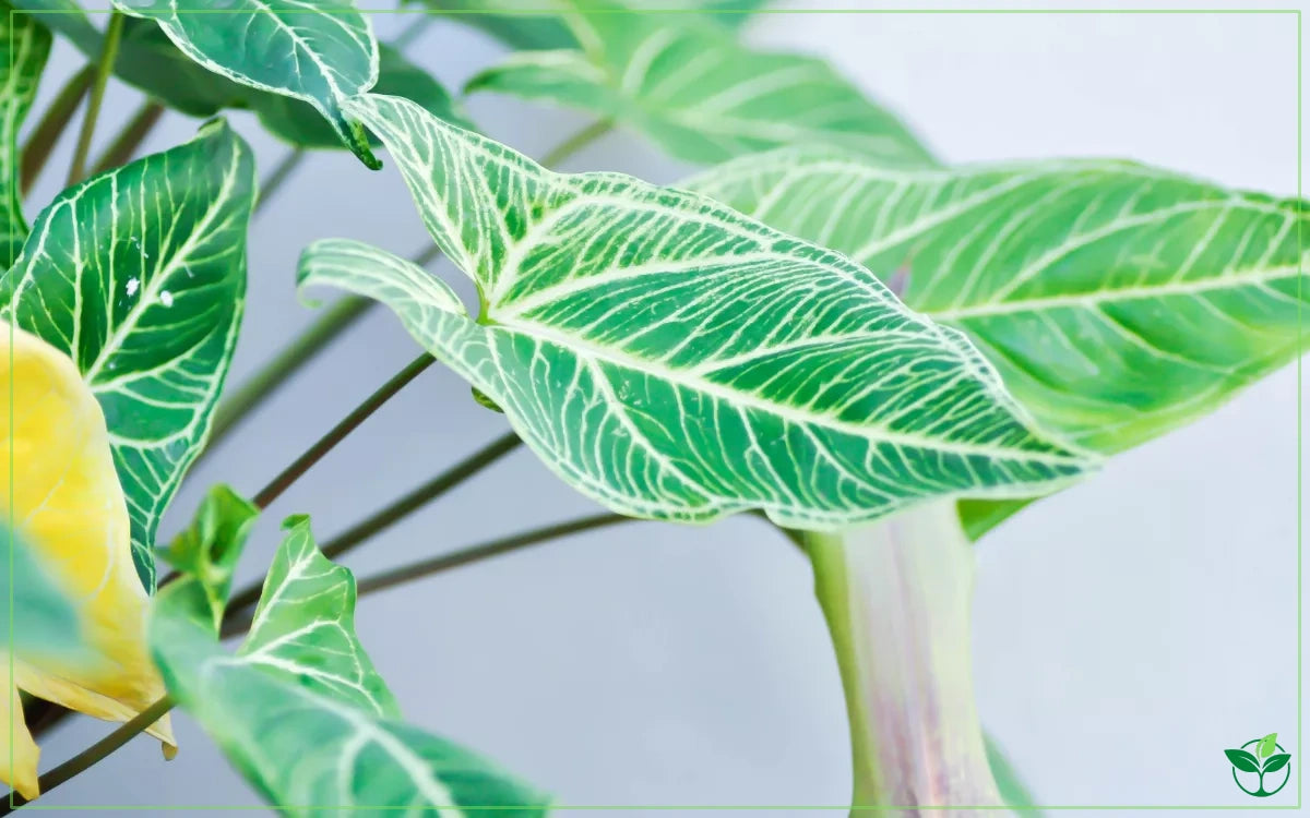 Syngonium Batik (Batik Arrowhead Vine)