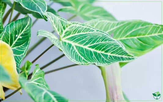 Syngonium Batik (Batik Arrowhead Vine)
