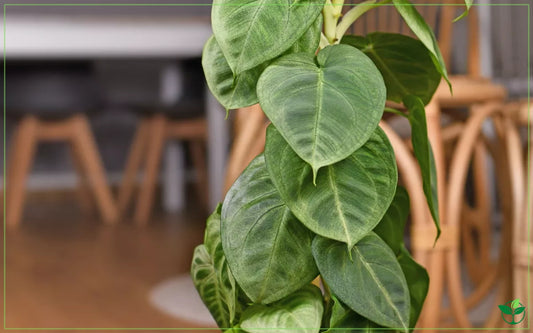 Syngonium macrophyllum Frosted Heart 