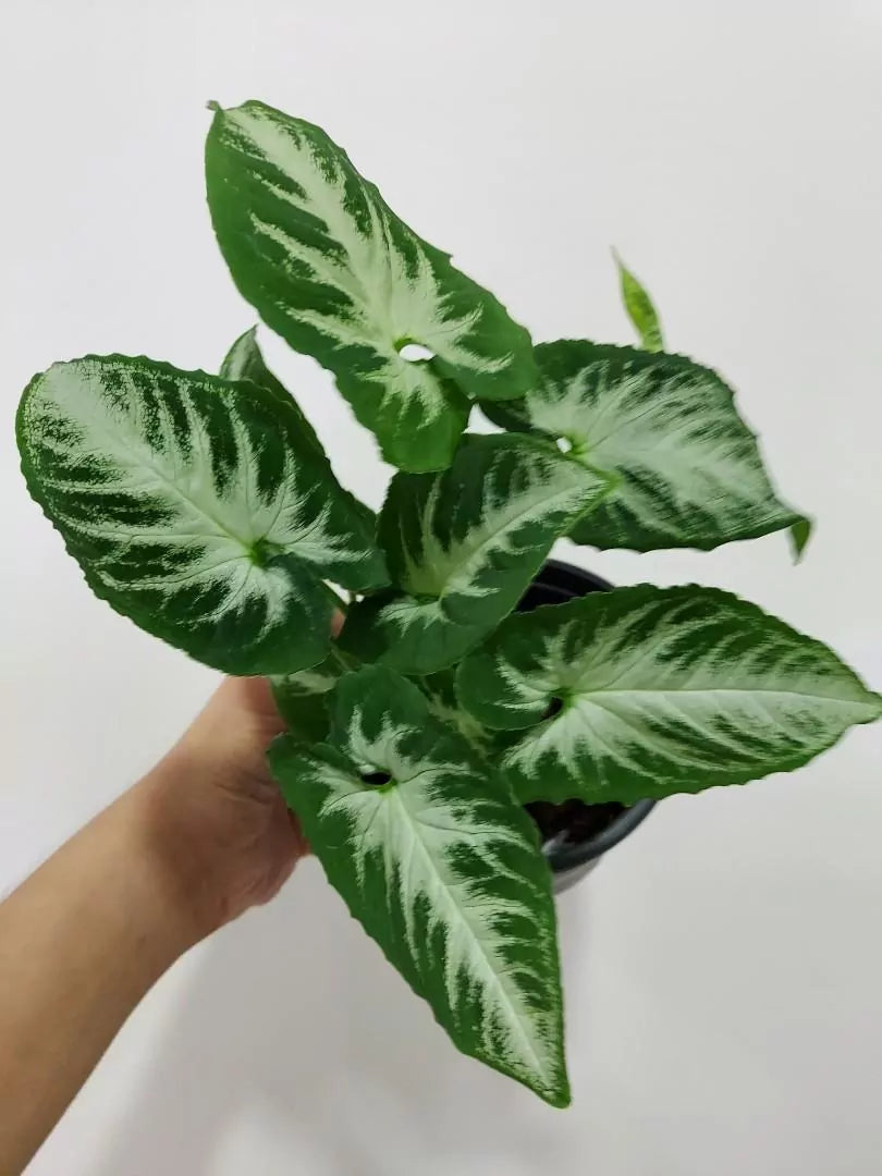 Syngonium ‘Southern Star’ – Arrowhead Plant