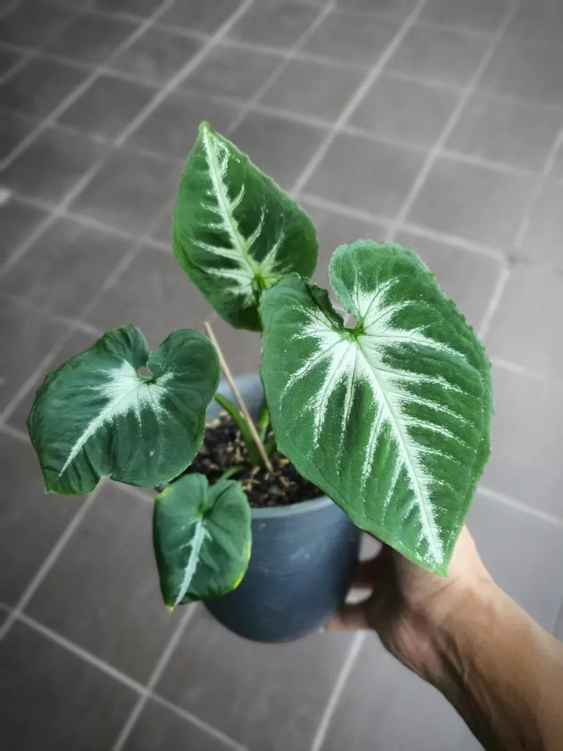 Syngonium ‘Southern Star’ – Arrowhead Plant