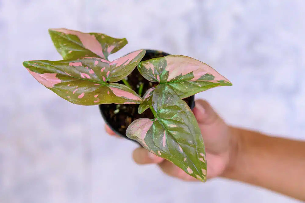 Syngonium ‘Pink Splash’ (Pink Arrowhead Vine)