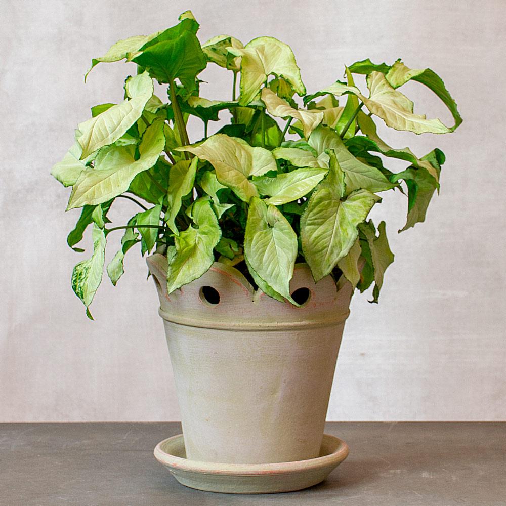 Syngonium Podophyllum ‘Holly’ (Holly Arrowhead Plant)