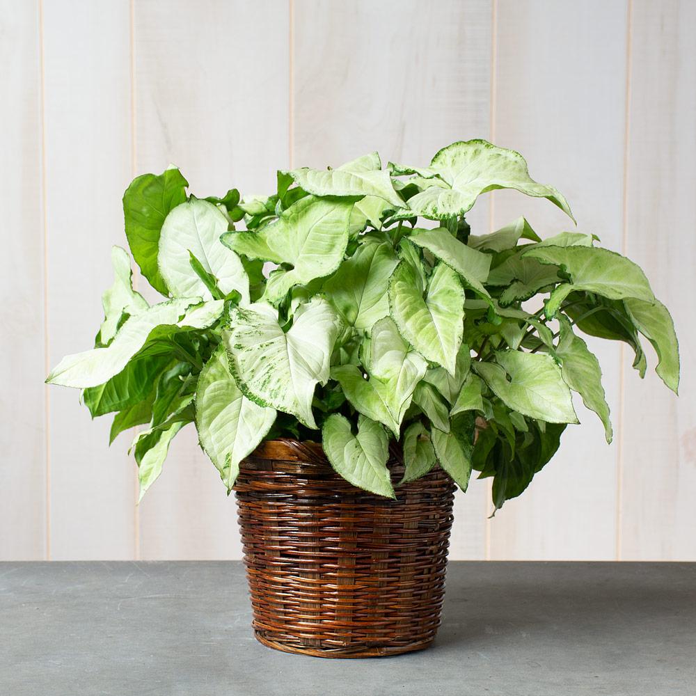 Syngonium Podophyllum ‘Holly’ (Holly Arrowhead Plant)