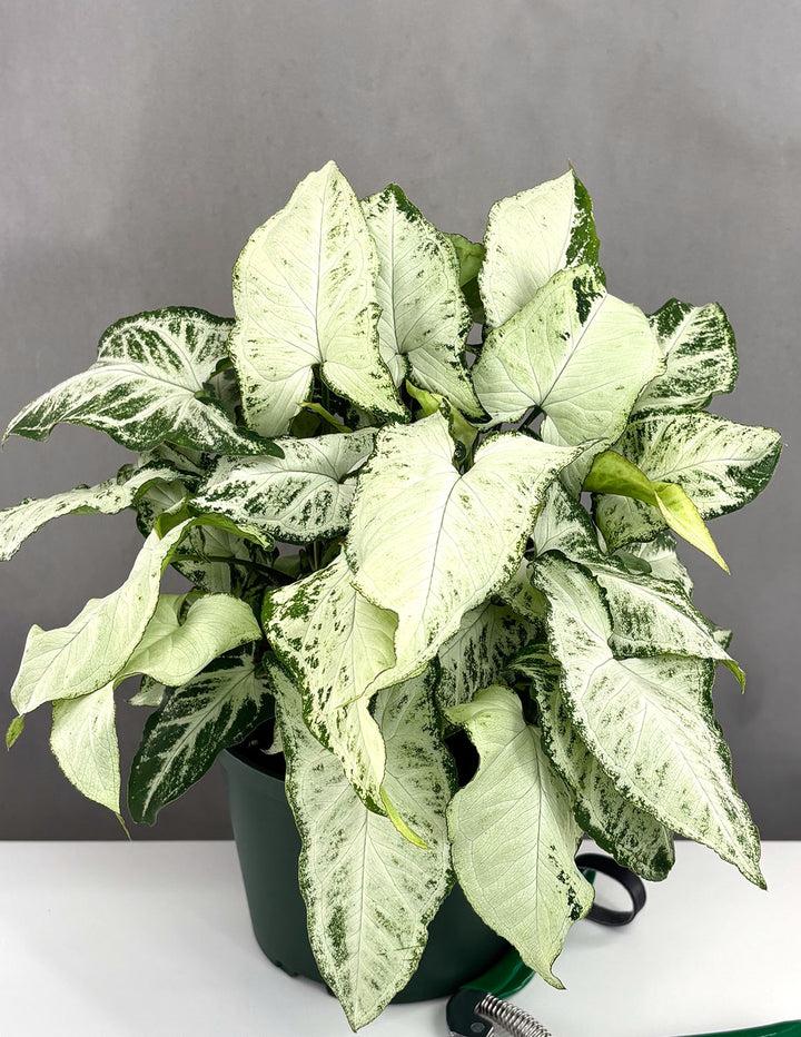 Syngonium Podophyllum ‘Holly’ (Holly Arrowhead Plant)