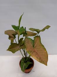 Syngonium Podophyllum ‘Pink Margarita’ (Pink Margarita Arrowhead Plant)