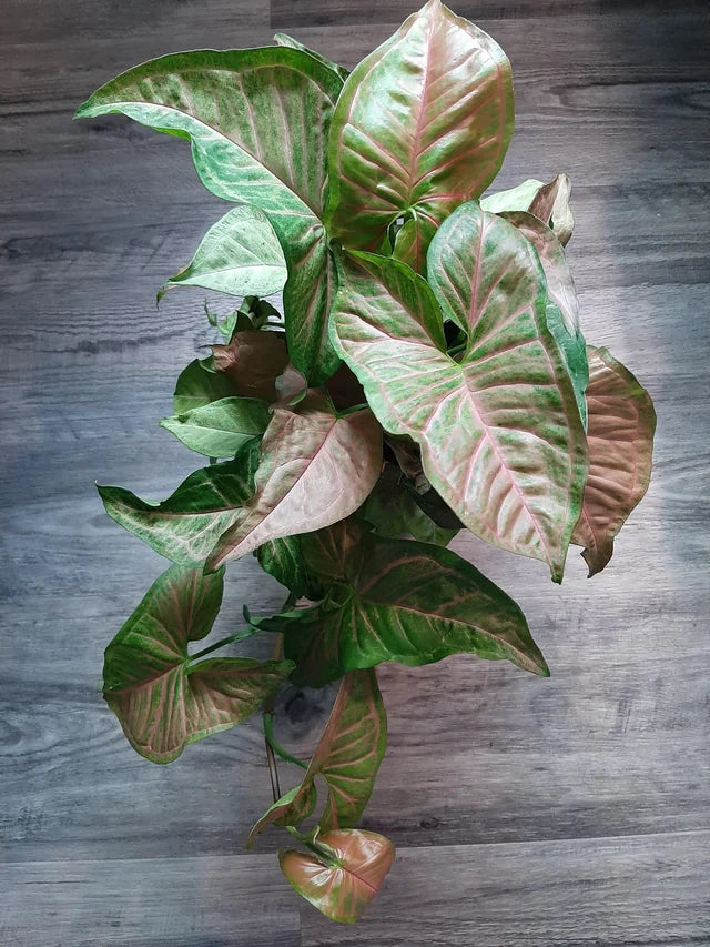 Syngonium Podophyllum ‘Pink Margarita’ (Pink Margarita Arrowhead Plant)