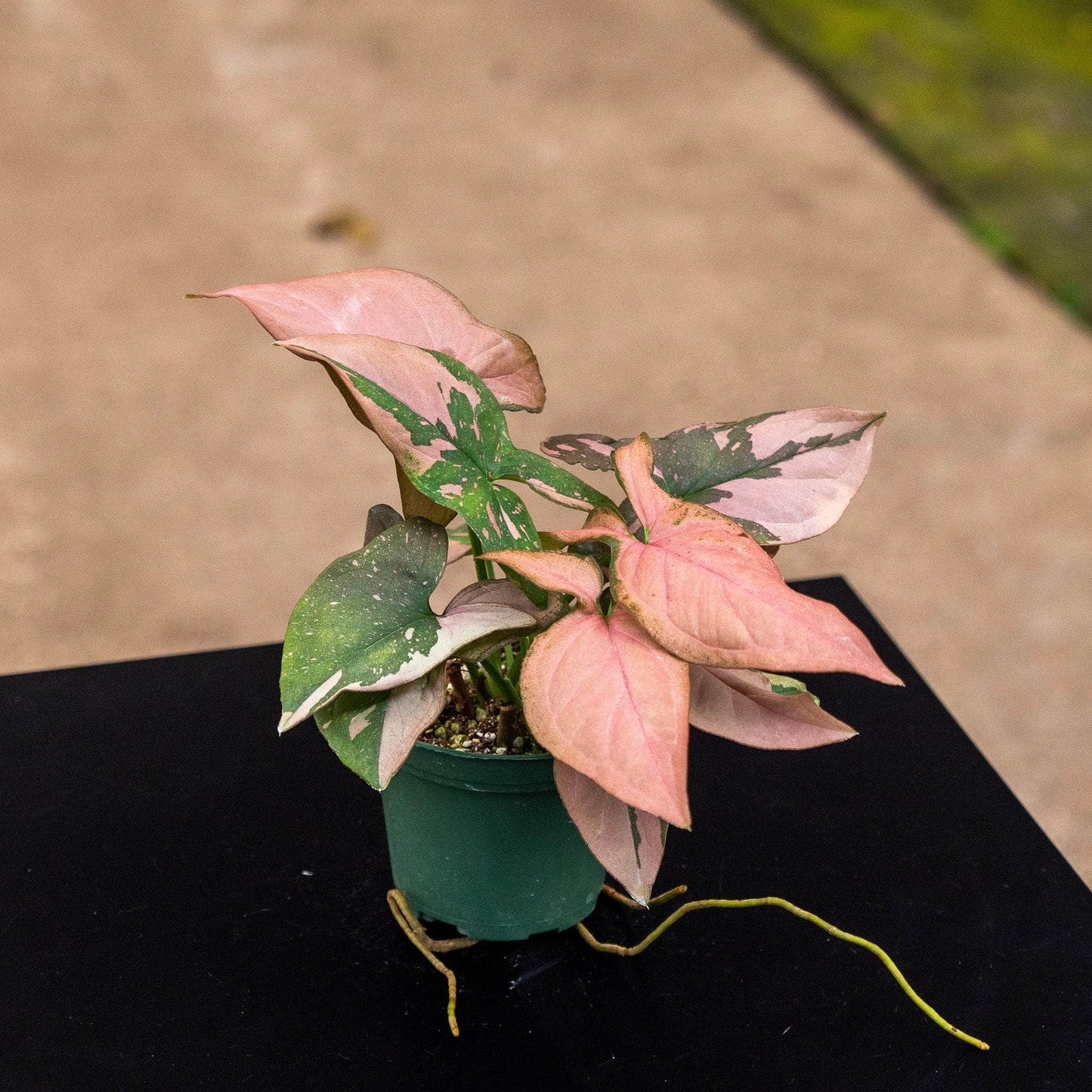 Syngonium Podophyllum ‘Pink Splash’ (Pink Splash Arrowhead Plant)