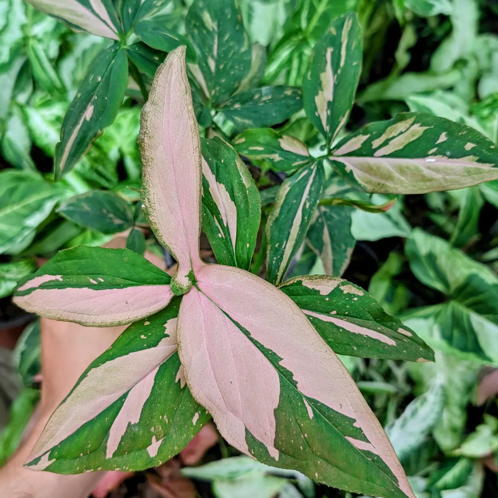 Syngonium Podophyllum ‘Pink Splash’ (Pink Splash Arrowhead Plant)