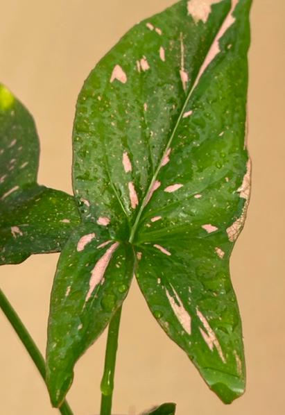 Syngonium Podophyllum ‘Pink Splash’ (Pink Splash Arrowhead Plant)