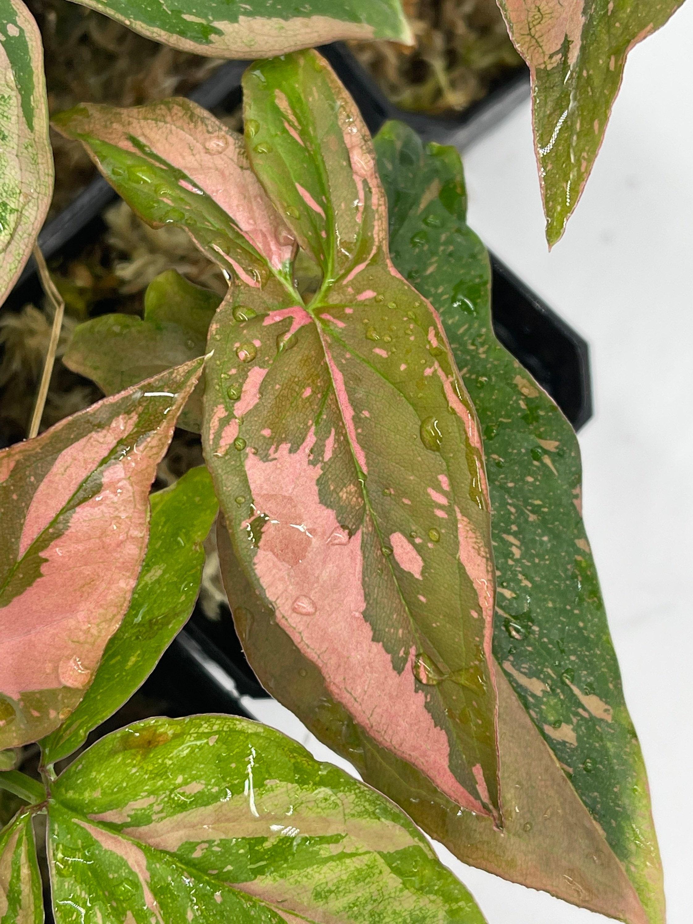 Syngonium Podophyllum ‘Pink Splash’ (Pink Splash Arrowhead Plant)