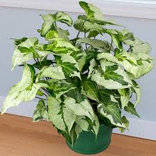 Syngonium Podophyllum ‘Three Kings’ (Three Kings Arrowhead Plant)