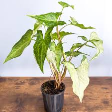 Syngonium Podophyllum ‘Three Kings’ (Three Kings Arrowhead Plant)