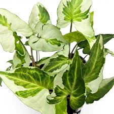 Syngonium Podophyllum ‘Three Kings’ (Three Kings Arrowhead Plant)