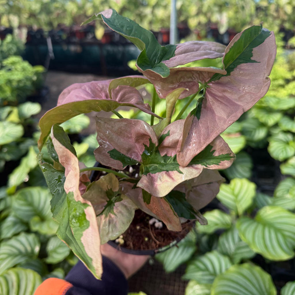 Syngonium ‘Pink Lava’ (Arrowhead Vine)