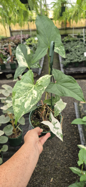 Syngonium ‘Fantasy Albo Variegata’ (Variegated Arrowhead Vine)