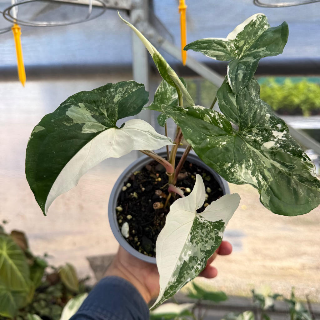 Syngonium ‘Fantasy Albo Variegata’ (Variegated Arrowhead Vine)