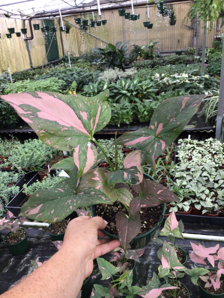 Syngonium ‘Pink Splash’ (Pink Arrowhead Vine)
