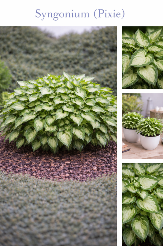 Syngonium (Pixie)