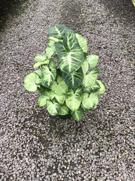 Syngonium 'Pixie' (Pixie Arrowhead Plant)