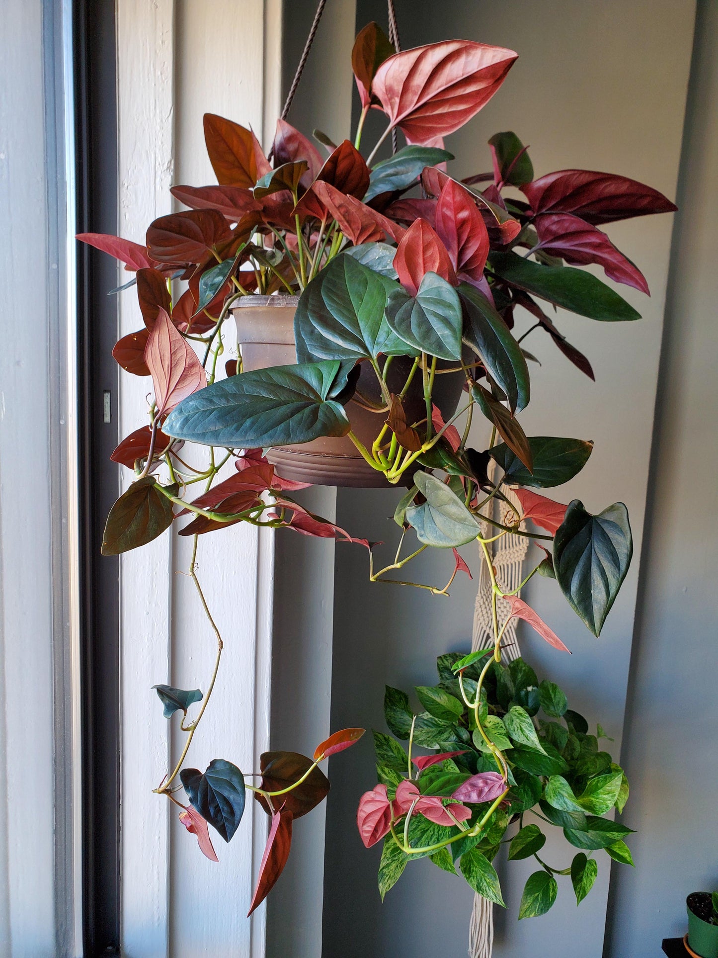 Syngonium 'Red Arrow' (Red Arrow Arrowhead Plant)