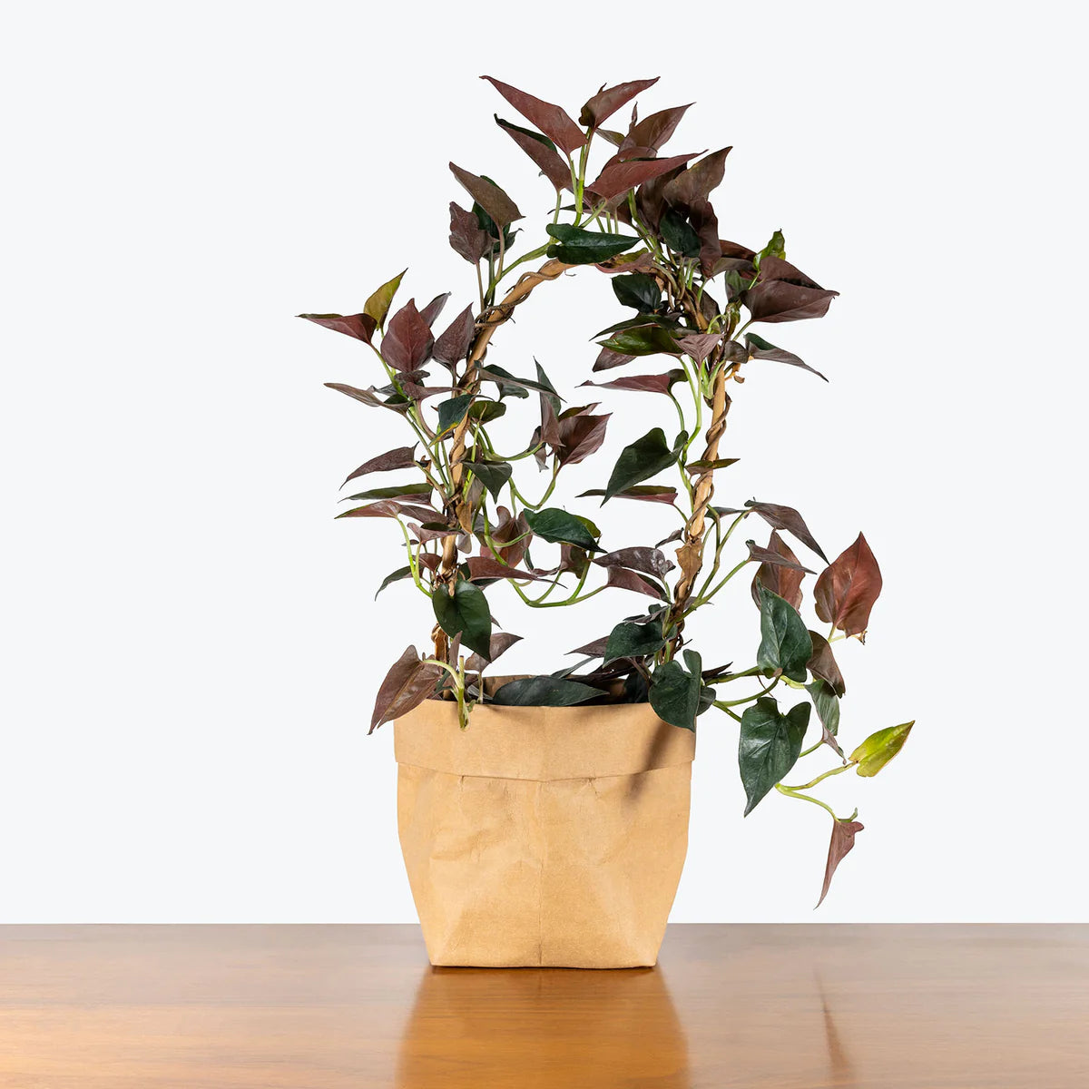 Syngonium 'Red Arrow' (Red Arrow Arrowhead Plant)