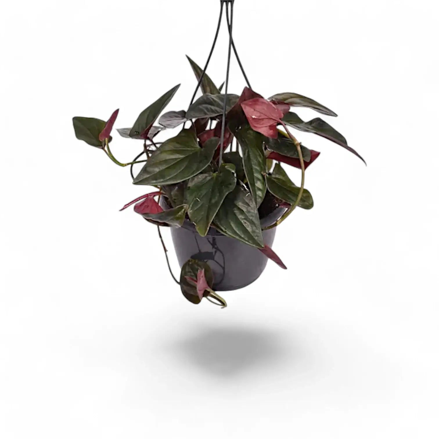 Syngonium 'Red Arrow' (Red Arrow Arrowhead Plant)