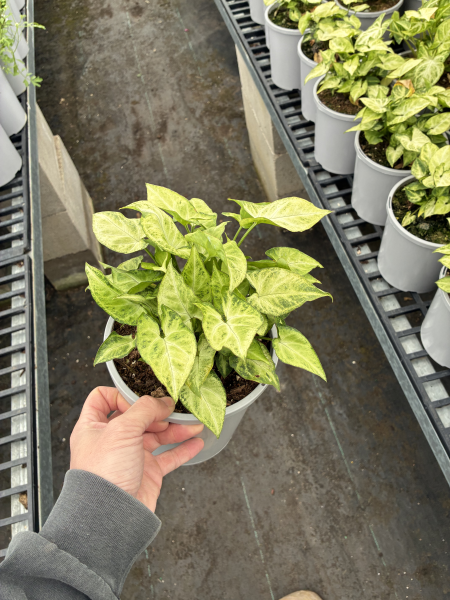 Syngonium podophyllum ‘White Butterfly’ (White Butterfly Arrowhead Plant Hanging Basket)