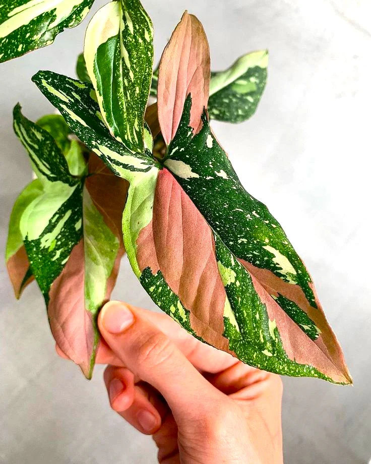 Syngonium podophyllum ‘Red Spot’ (Tricolor Arrowhead Vine)