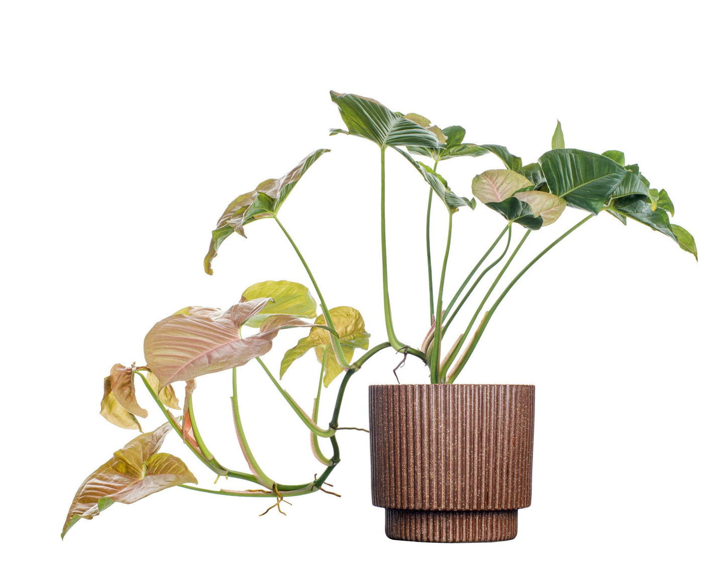 Syngonium podophyllum ‘T24’