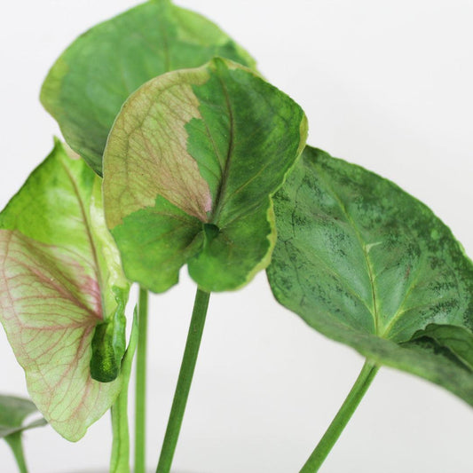 Syngonium podophyllum ‘T24’