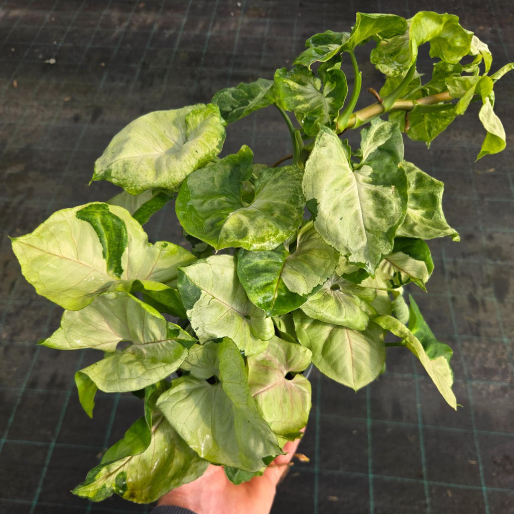 Syngonium podophyllum ‘T24’