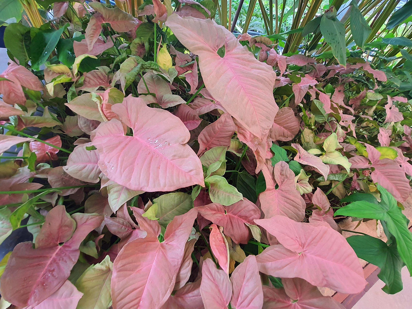 Syngonium podophyllum ‘T24’