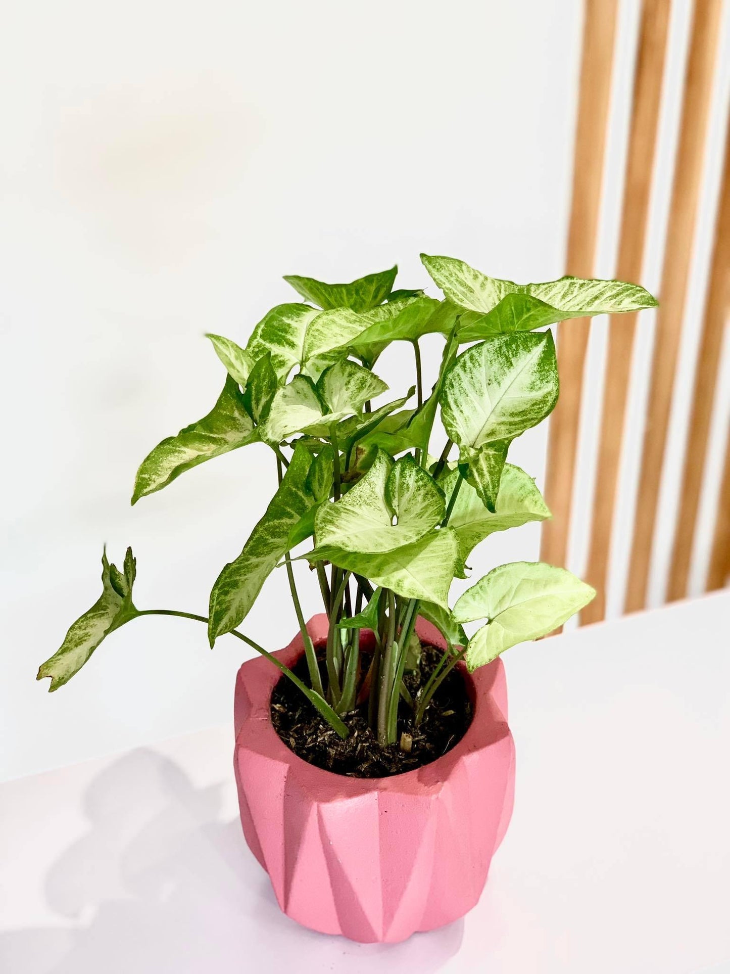 Syngonium podophyllum ‘T24’