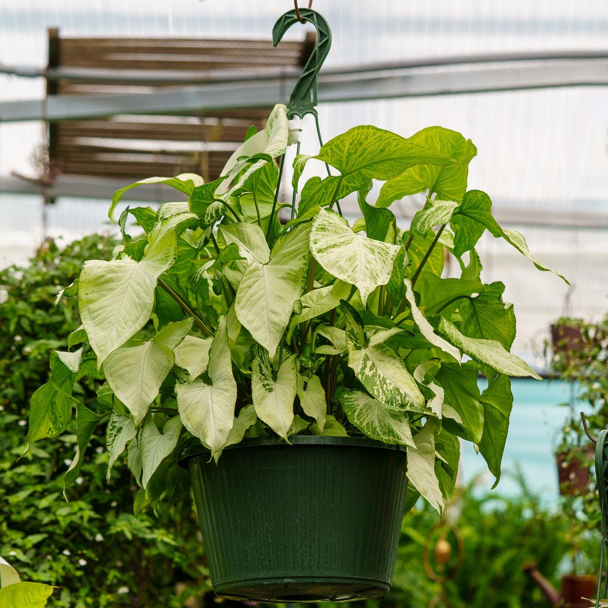 Syngonium podophyllum ‘White Butterfly’ (White Butterfly Arrowhead Plant Hanging Basket)