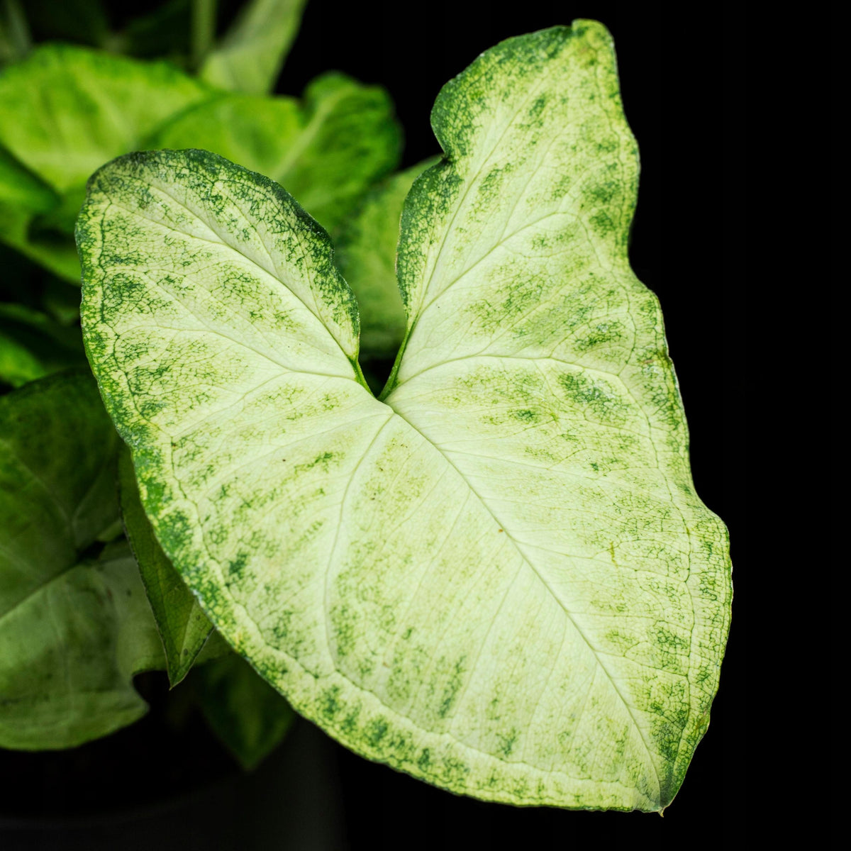 Syngonium podophyllum ‘White Butterfly’ (White Butterfly Arrowhead Plant Hanging Basket)