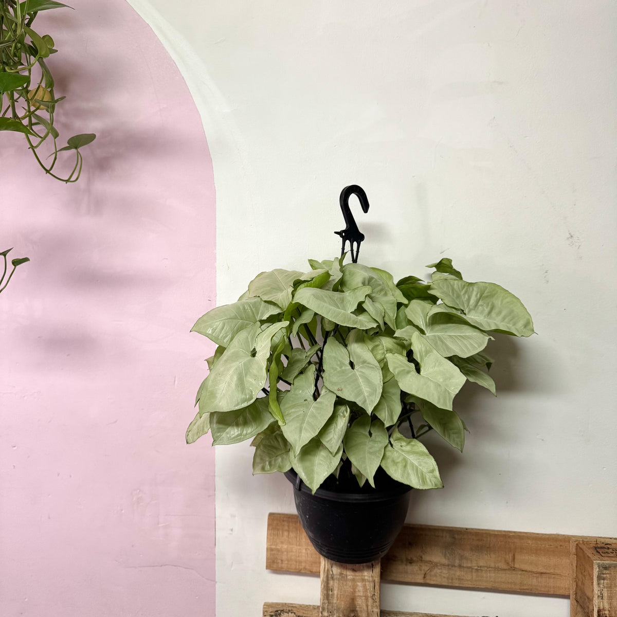 Syngonium podophyllum ‘White Butterfly’ (White Butterfly Arrowhead Plant Hanging Basket)