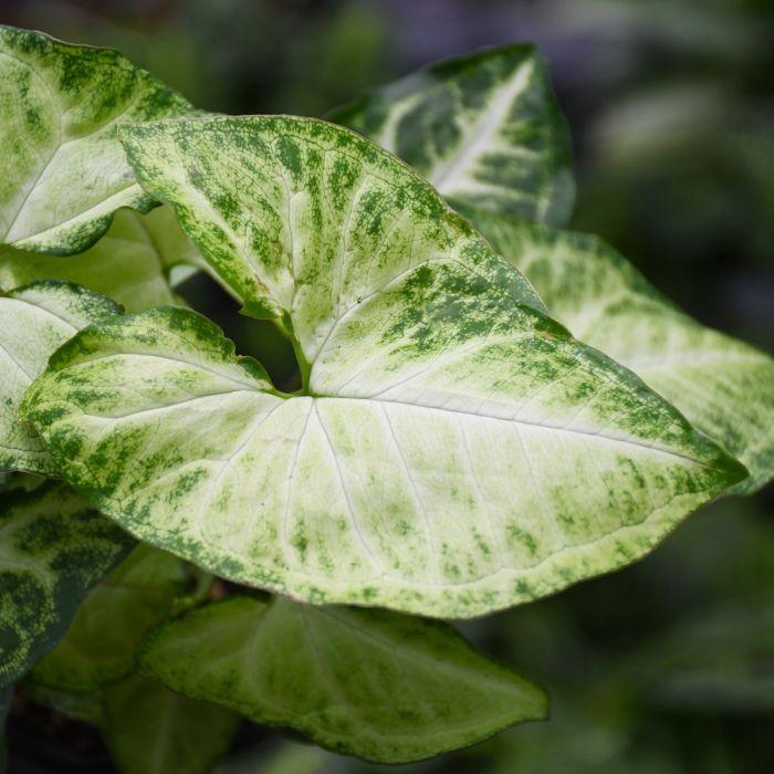 Syngonium podophyllum ‘White Butterfly’ (White Butterfly Arrowhead Plant Hanging Basket)