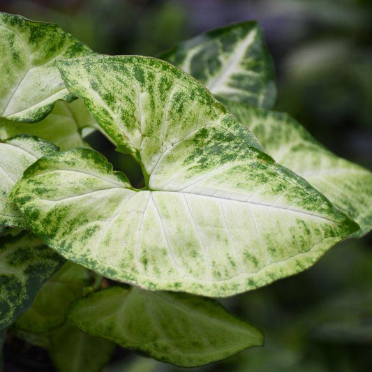Syngonium podophyllum ‘White Butterfly’ (White Butterfly Arrowhead Plant Hanging Basket)