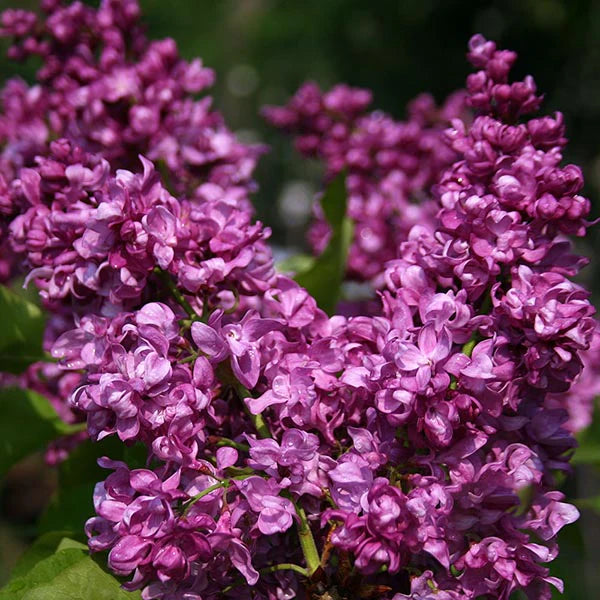 Syringa vulgaris 'Mrs Edward Harding' (Mrs Edward Harding Lilac)