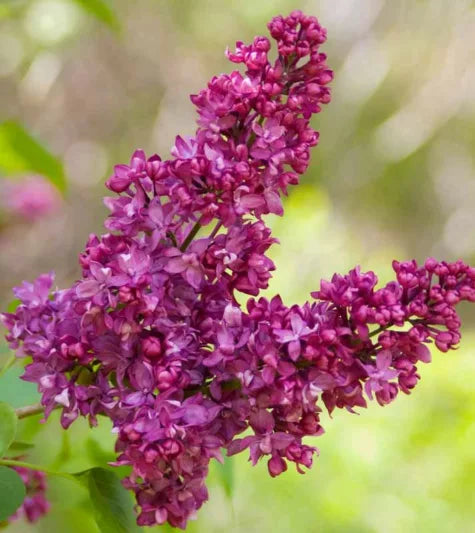 Syringa vulgaris ‘Charles Joly’ (Purple Lilac)