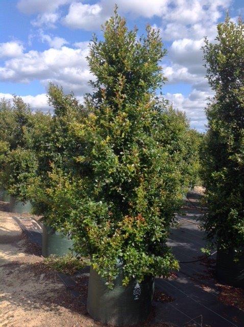 Syzygium australe ‘Northern Select’ (Brush Cherry)