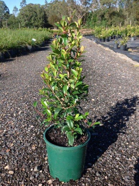 Syzygium australe ‘Northern Select’ (Brush Cherry)