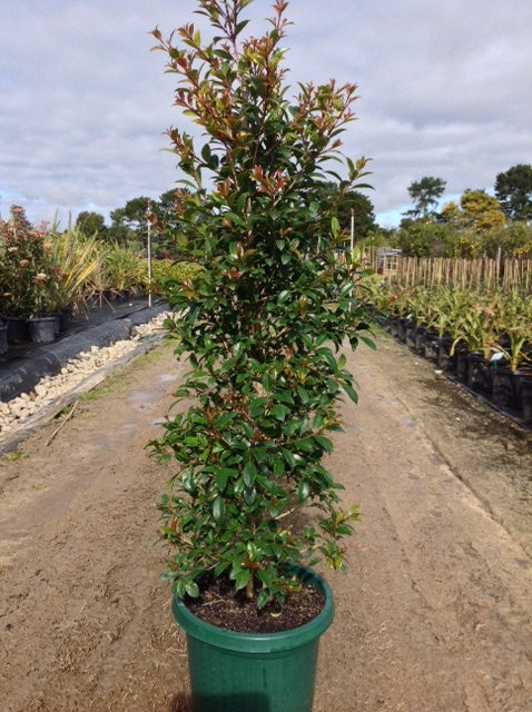 Syzygium australe ‘Northern Select’ (Brush Cherry)