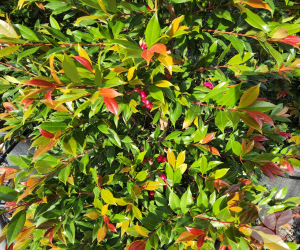 Syzygium australe ‘Plum Magic’ (Lilly Pilly Standard)