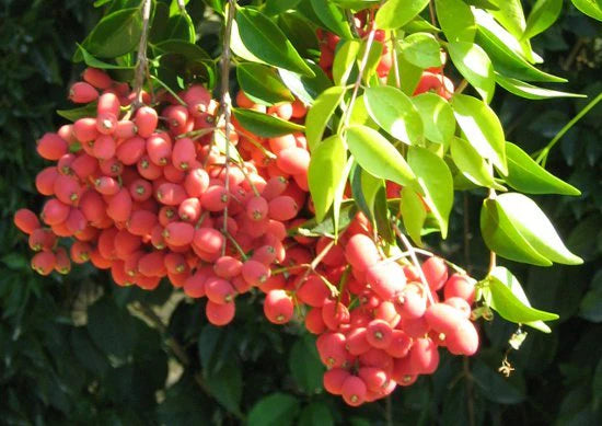 Syzygium australe ‘Little Denise’ (Little Denise Lilly Pilly)