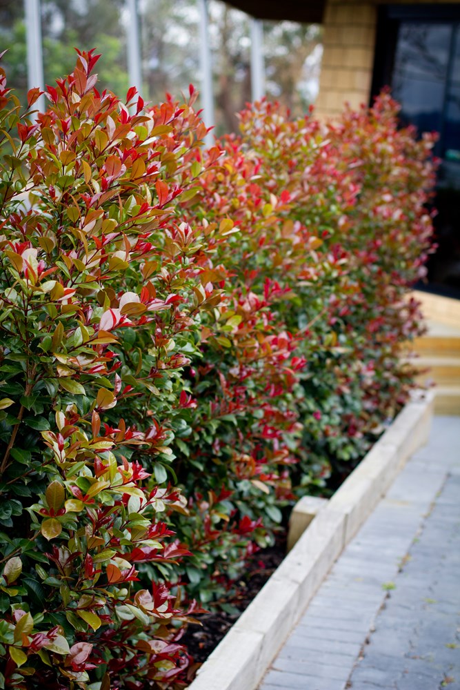 Syzygium Australe ‘Big Red’ (Big Red Lilly Pilly)