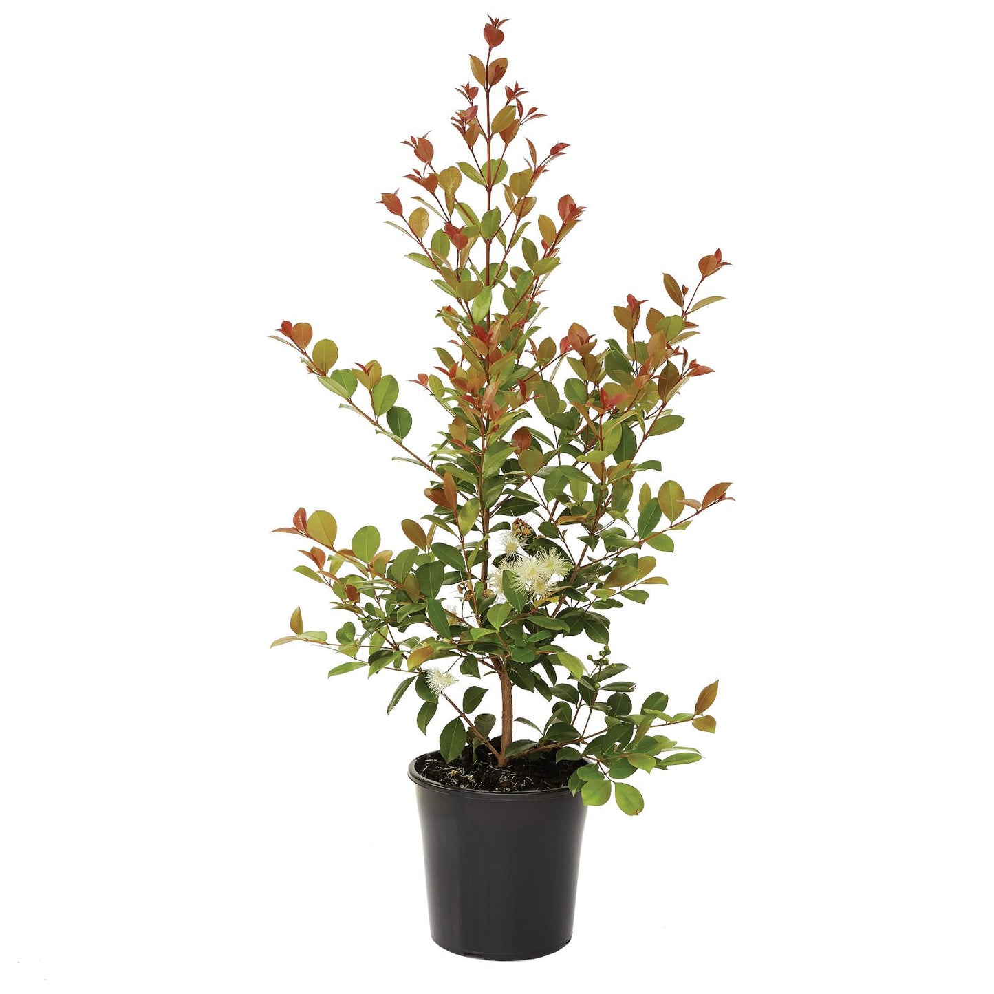 Syzygium Australe ‘Big Red’ (Big Red Lilly Pilly)
