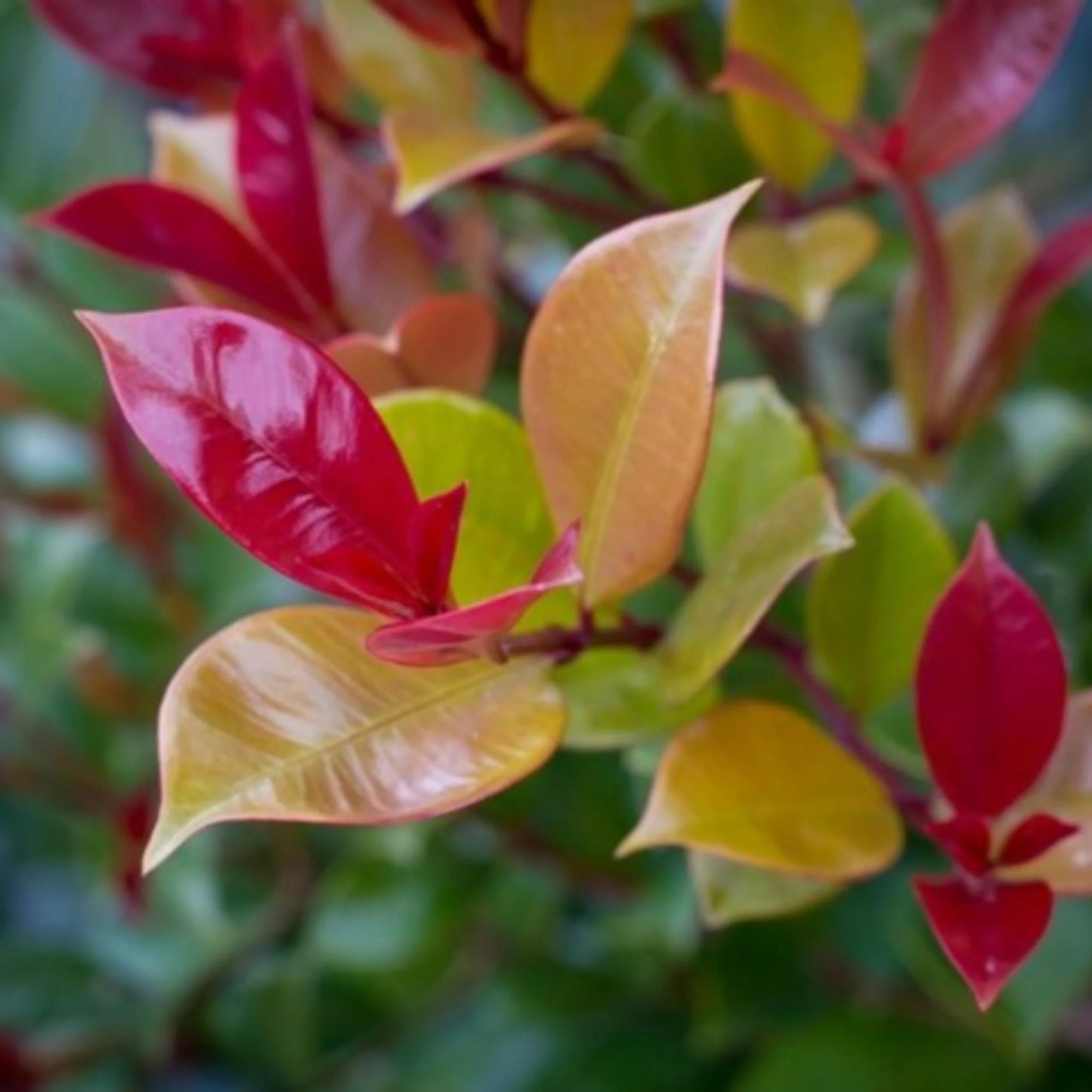 Syzygium Australe ‘Big Red’ (Big Red Lilly Pilly)